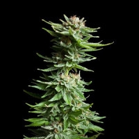 Shining Silver Haze Feminisiert - 10 Samen