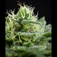 Shining Silver Haze Feminisiert - 10 Samen