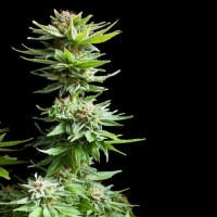 Shining Silver Haze Feminisiert - 10 Samen