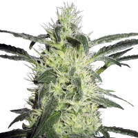 Silver Haze #9 Feminisiert - 10 Samen