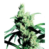 Silver Haze #9 Feminisiert - 3 Samen