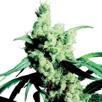 Silver Haze Feminisiert (Classic Redux Serie) - 10 Samen