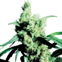 Silver Haze Feminisiert (Classic Redux Serie) - 3 Samen