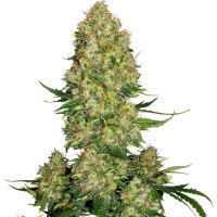 Skunk #1 Automatic - 10 Samen