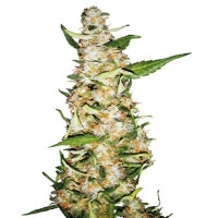 Skunk #1 Automatic - 10 Samen