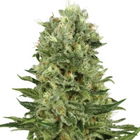 Skunk #1 Automatic - White Label - 10 Samen