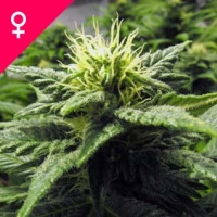 Skunk #1 Feminisiert - 5 Samen