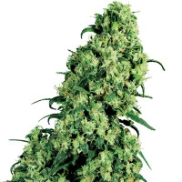 Skunk #1 Feminisiert (White Label) - 3 Samen