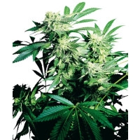 Skunk Kush Feminisiert - 10 Samen