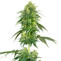 Strawberry Kush Feminisiert (White Label) - 1 Samen