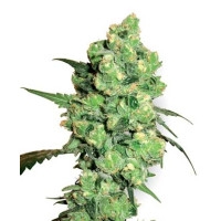 Super Skunk - 10 Samen