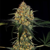 Super Skunk - 10 Samen