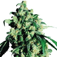 Super Skunk - 10 Samen