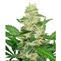 Super Skunk Automatic - 10 Samen