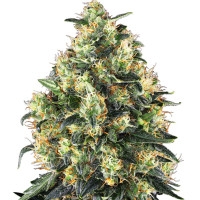 Super Skunk Automatic - 3 Samen