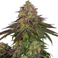 Sweet Cherry Kush Feminisiert - 3 Samen