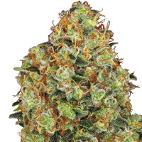 Sweet Tangerine Tango Feminisiert (Auto) White Label - 5 Samen