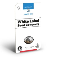 White Diesel Feminisiert (White Label) - 10 Samen