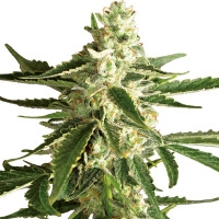 White Diesel Haze Automatic - 10 Samen