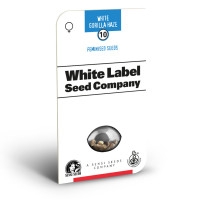 White Gorilla Haze Feminisiert (White Label) - 1 Samen