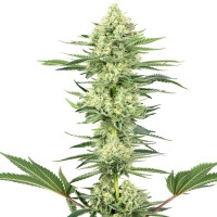 White Gorilla Haze Feminisiert (White Label) - 1 Samen