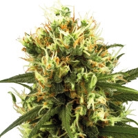 White Haze Automatic  - 10 Samen