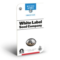 White Skunk Feminisiert (Auto) White Label - 1 Samen