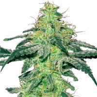 White Skunk Feminisiert (White Label) - 3 Samen