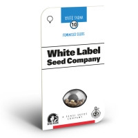 White Skunk Feminisiert (White Label) - 3 Samen