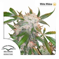 White Widow - 10 Samen