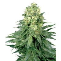 White Widow - 10 Samen