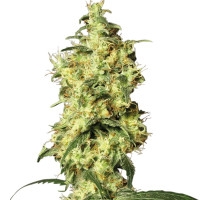 White Widow Automatic - 10 Samen