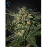 White Widow Automatic - 5 Samen