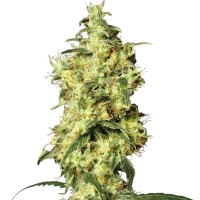 White Widow Automatic - 5 Samen