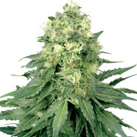 White Widow Feminisiert - 5 Samen