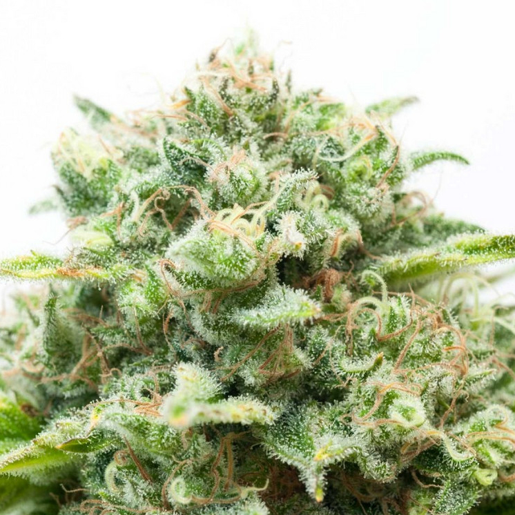 autoflowering