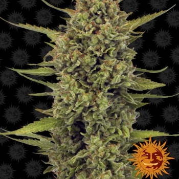 Acapulco Gold Feminisiert - 5 Samen