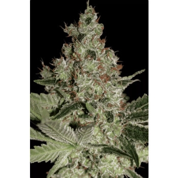 Acid Feminisiert - 3 Samen