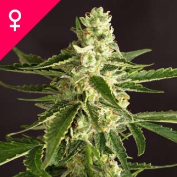 Amnesia Feminisiert - 5 Samen