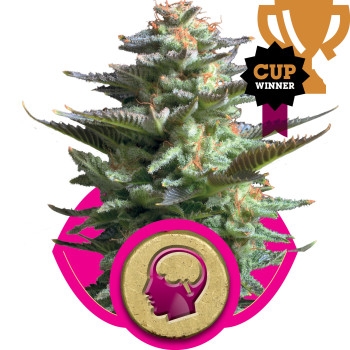 Amnesia Haze Feminisiert - 3 Samen