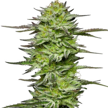 Amnesia Jelly Feminisiert (Auto) - 3 Samen
