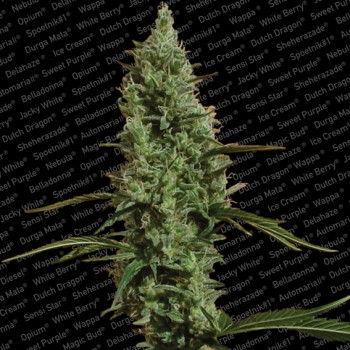 Atomical Haze Feminisiert - 5 Samen