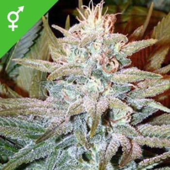 Aurora Indica - 10 Samen