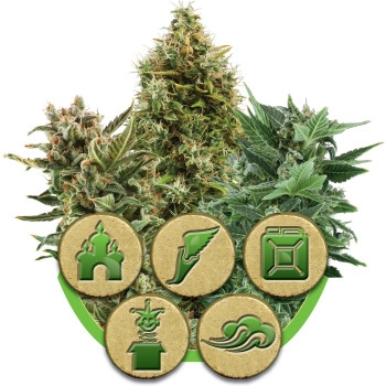 Autoflowering Mix Feminisiert - 10 Samen