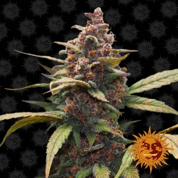 Ayahuasca Purple Feminisiert - 5 Samen