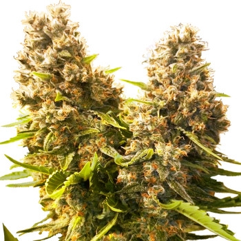 Banana Kush Cake Feminisiert (Auto) - 3 Samen