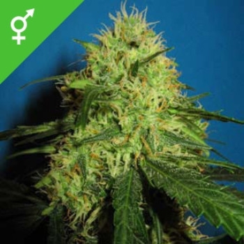 Big Bud - 10 Samen