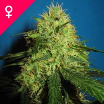 Big Bud Feminisiert - 10 Samen