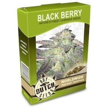 Blackberry - 10 Samen