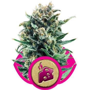 Blue Cheese Feminisiert - 10 Samen